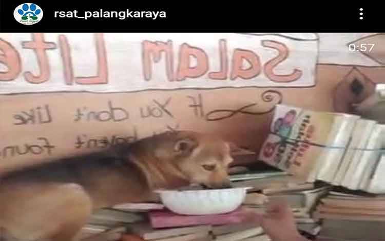 Seekor Anjing Ditemukan Mengungsi dari Banjir di Katingan