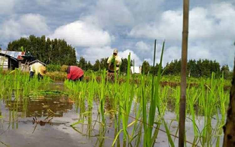 Food Estate Kalteng Diperluas 31 Ribu Hektare