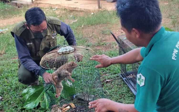 Warga Cempaga Hulu Temukan Primata Pemalu Melintas di Jalan Raya