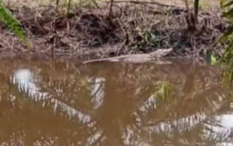 Kebanjiran, Warga Desa Kumpai Batu Bawah Sering Lihat Buaya dan Ular
