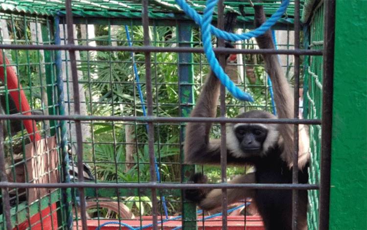 Owa Serang Anak Kecil di Telawang