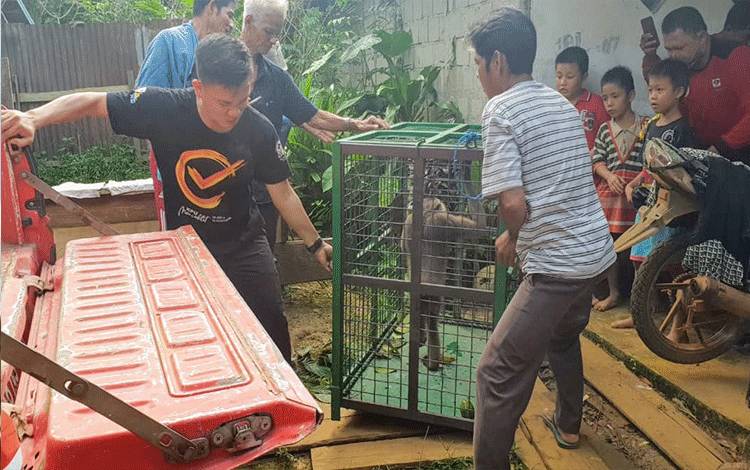 Owa Penyerang Anak di Telawang Diamankan, Pemilik Tidak Datang