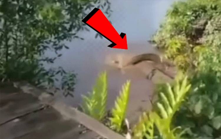Buaya Serang Manusia, Pernah Terjadi di Muara Sungai Sampit