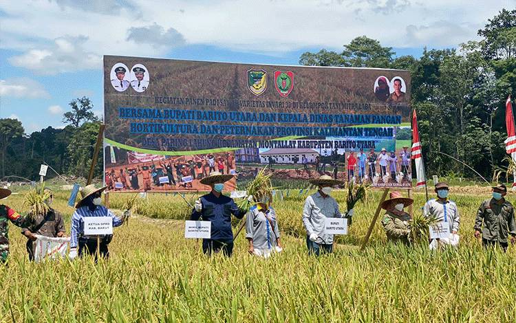 Bupati Barito Utara Gelar Panen Padi