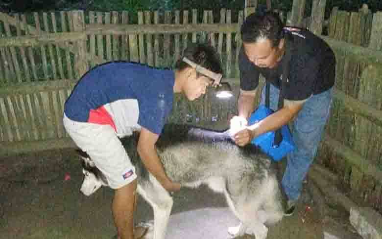 10 Kasus Gigitan Anjing di Barito Timur Sepanjang 2021, 2 yang Diperiksa Positif Rabies