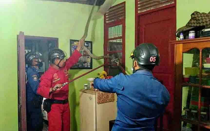 Duh Ngeri, Mau Wudhu Ada King Kobra Menggantung di Kerangka Dapur Warga Ketapang Sampit