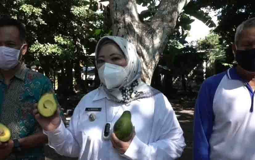 Bupati Dukung Pengembangan Alpukat Varietas Asli Desa Sungai Bakau