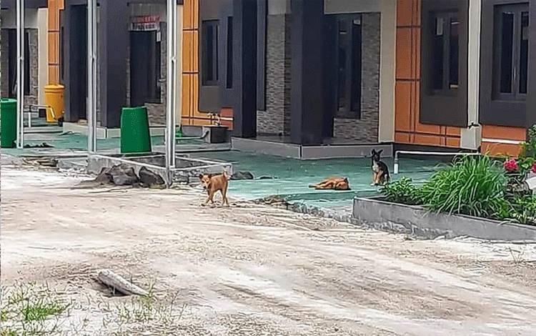 Warga Resah Keberadaan Puluhan Anjing Liar di Perumahan Baamang Barat