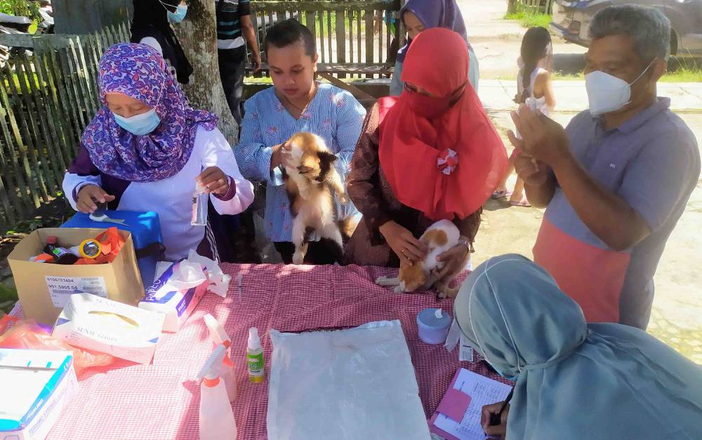 800 Ekor Kucing di Sampit Sudah Disuntik Vaksin Rabies