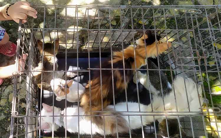 Warga Disarankan Segera Suntik Anti Rabies Jika Digigit Kucing
