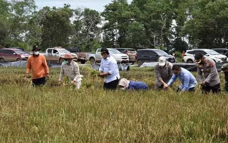 Harapan Wakil Gubernur Kalteng terhadap Food Estate