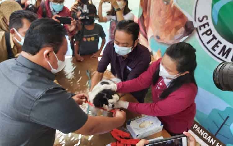 Vaksin Anti Rabies Penting untuk Hewan Peliharaan