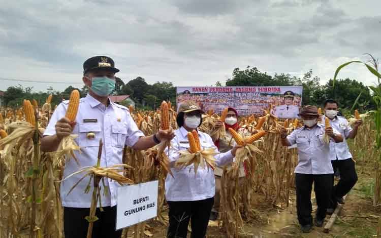 Bupati Gunung Mas Panen Jagung Nusantara di Poktan Biwit Jaya