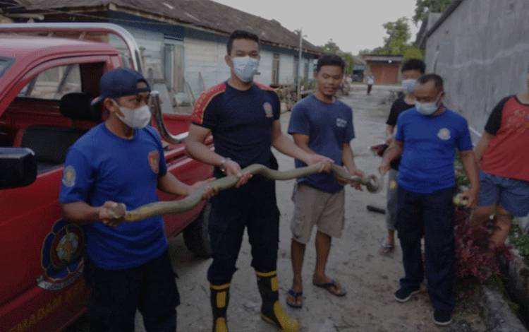 Damkar Kobar Sergap King Kobra, Usai Mangsa Biawak Di Belakang Showroom Motor