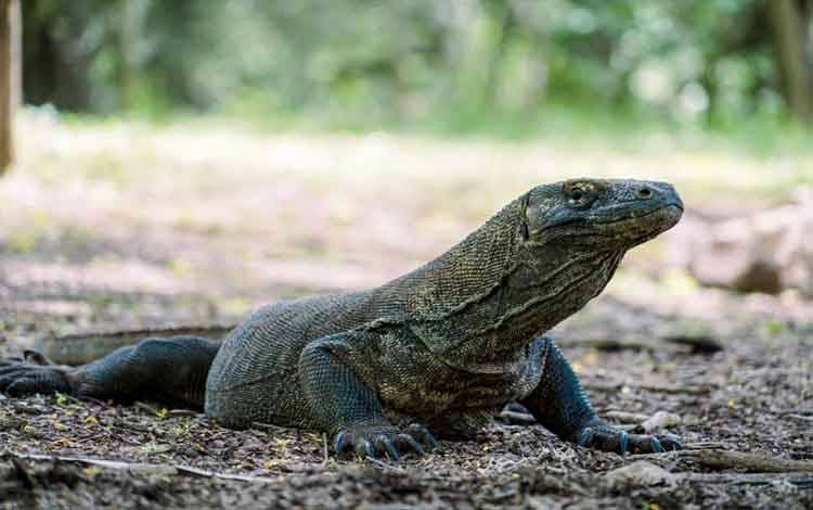 Pemandu Wisata Alam Loh Buaya yang Digigit Komodo Jalani Pemulihan