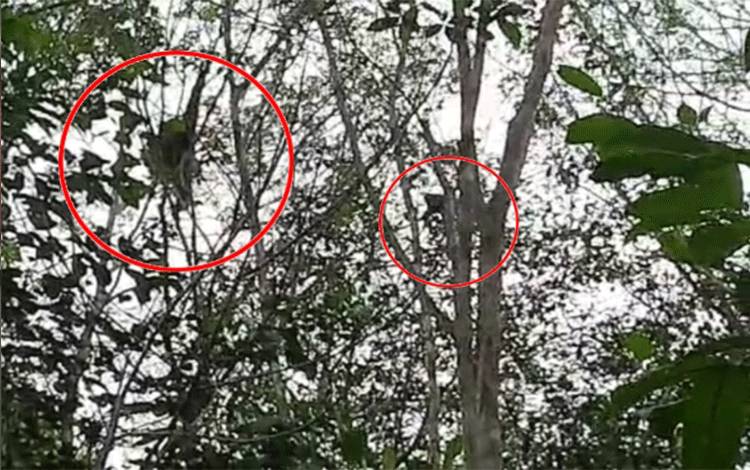 Observasi Orangutan di Bapanggang Raya, BKSDA Temukan Pemandangan Menakjubkan