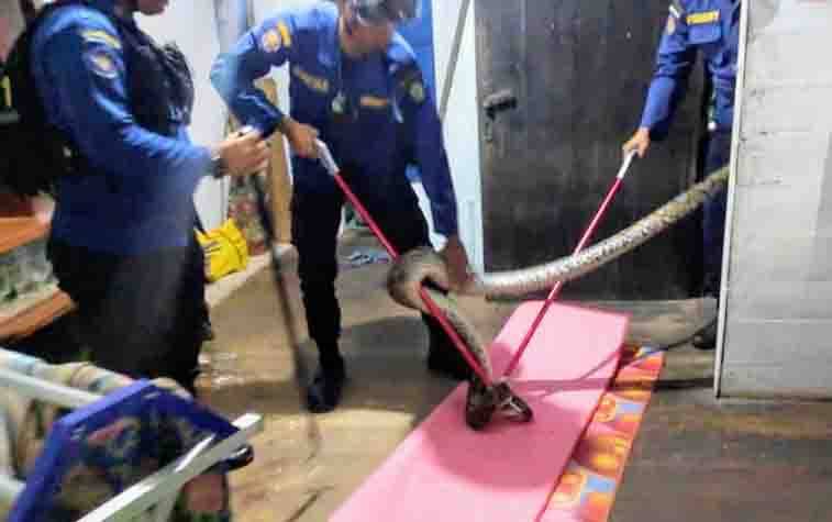 Ular Sepanjang 4 Meter Jatuh dari Plafon Rumah Warga, Petugas Bantu Evakuasi