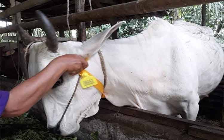 DPKH Kobar Tingkatkan Kualitas Bibit Sapi