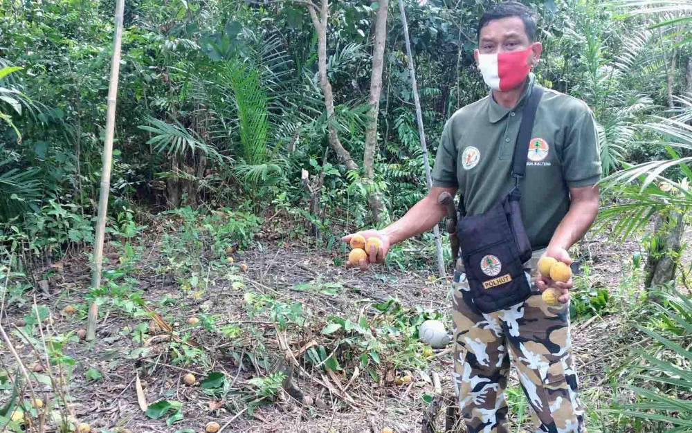 Orangutan di Bagendang Permai Diperkirakan Masih di Sekitar Lokasi Kemunculan
