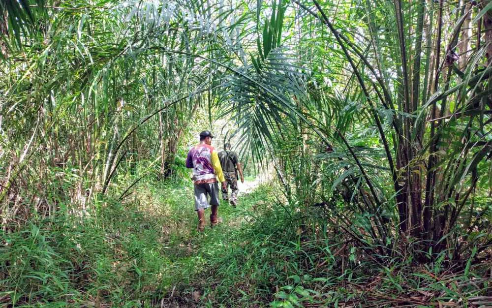 Orangutan di Bagendang Permai Tidak Ditemukan