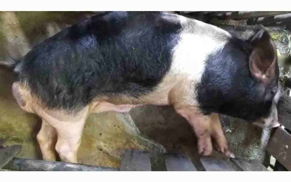 Ratusan Babi Ternak di Kalteng Mati Mendadak