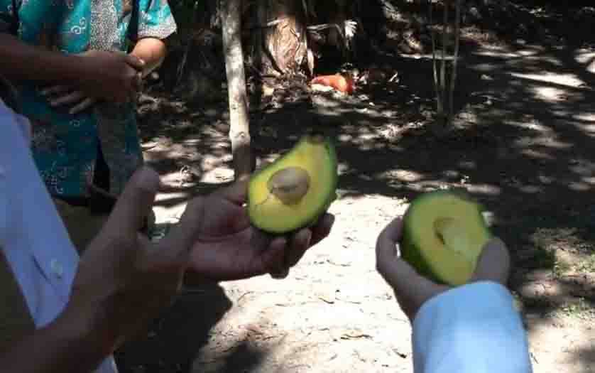 Alpukat asal Desa Sungai Bakau Juara 4 Lomba Rasa Buah Nasional