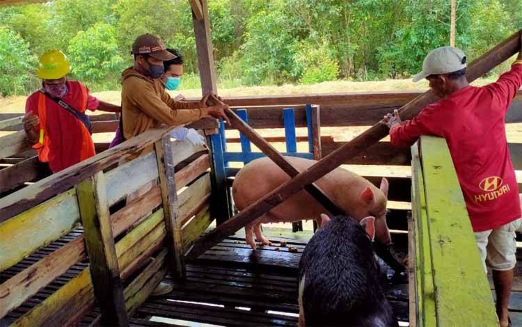 Cegah Masuknya ASF, DPKH Kobar Siagakan Petugas Checkpoint dan Sosialisasi Kewaspadaan Peternak Babi