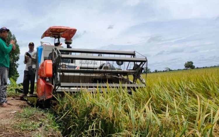 Food Estate Pulang Pisau Perluas Lahan 3.000 Ha Tingkatkan Hasil Panen