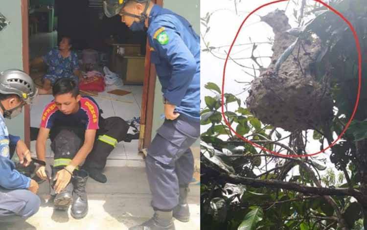 Keberadaan Tawon Mematikan Hantui Nenek di Kota Besi Ini