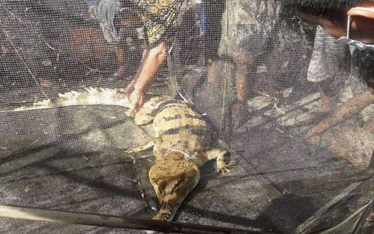 Warga Luwuk Kiri Katingan Dihebohkan Adanya Buaya Masuk Alat Tangkap Ikan