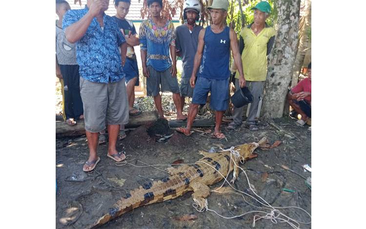 Penangkapan Buaya di Luwuk Kiri Katingan Jadi Tontonan Warga