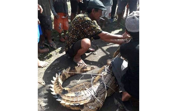 Camat Tasik Payawan Katingan Imbau Warga di Bantaran Sungai Waspada Kemunculan Buaya
