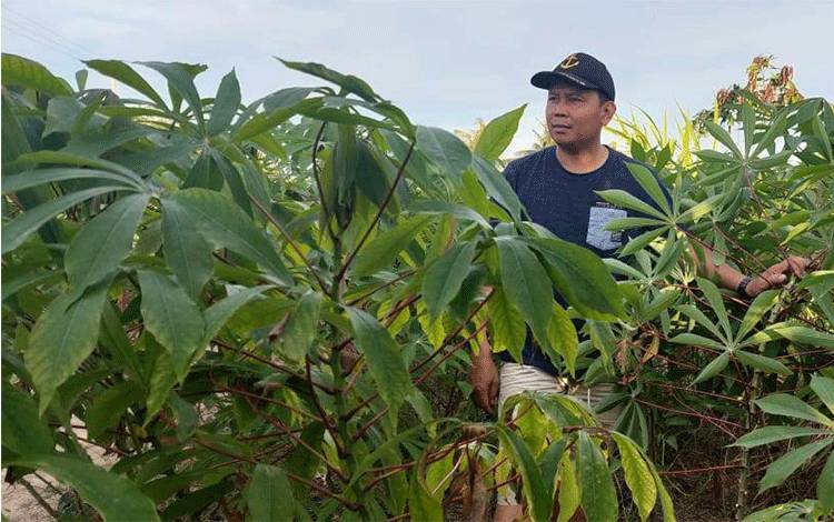 Manfaatkan Program Pemberdayaan PT PNAK, Masyarakat Lunci Mulai Tanam Singkong