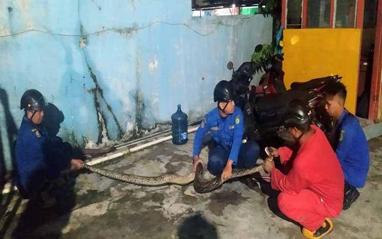 Ngeri, Petugas Keamanan Temukan Ular Besar di Wastafel