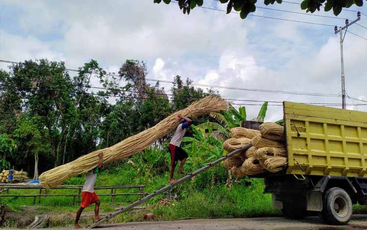 Harga Melejit, Pencurian Rotan Makin Marak di Kotim