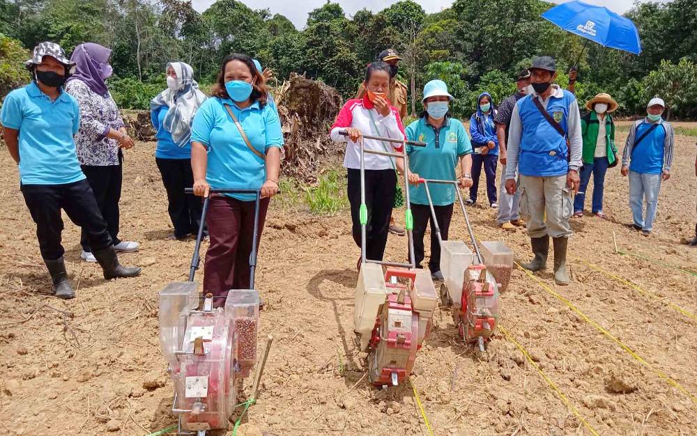 Pemdes Malintut Barito Timur Berdayakan Kelompok Wanita Tani dengan Menanam Jagung