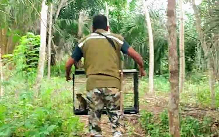 Lucu, Kucing Hutan Tidak Boleh Dipelihara, Ini Alasannya