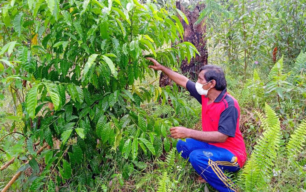 Usia 2 Tahun, Kopi Bantuan Pemkab Barito Timur di Tewah Pupuh Mulai Berbuah