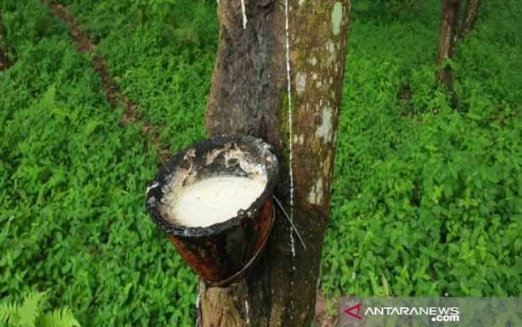 Harga Karet Semakin Anjlok di Murung Raya