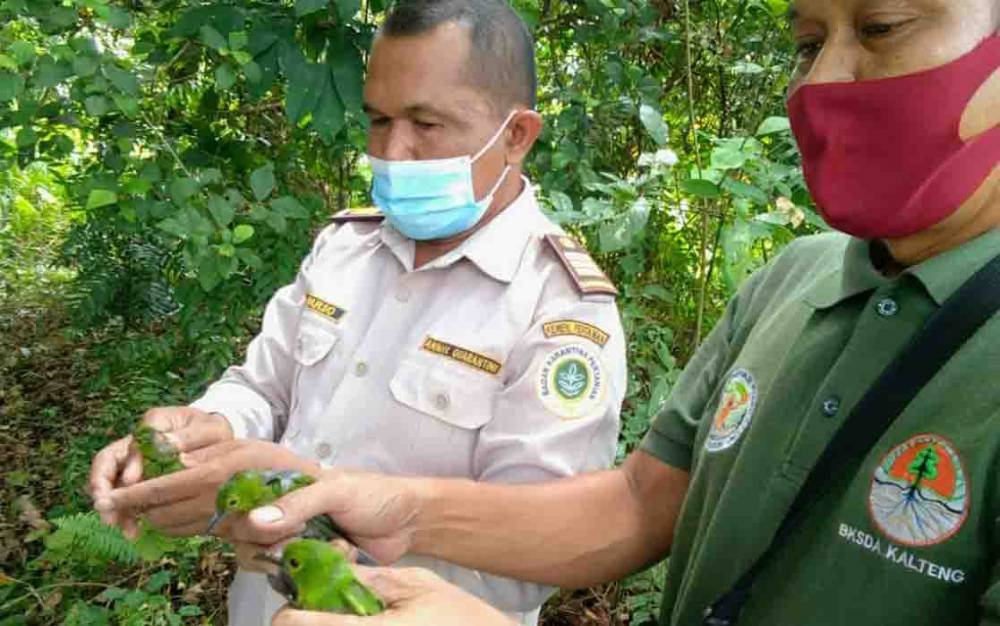 Cucak Hijau Sitaan Dilepasliarkan di Hutan Rahasia