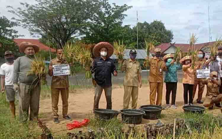 Lahan Percontohan Food Estate di Kecamatan Pulau Petak Panen Perdana