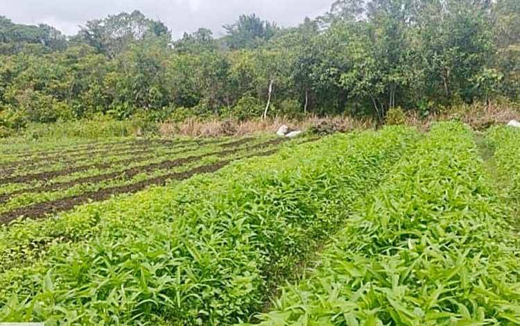Dinas Pertanian Barito Timur Dorong Peningkatan Luas Tambah Tanam Holtikultura