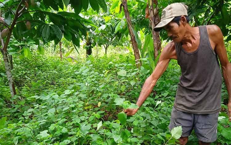 Petani di Desa Pangkan Ini Kembangkan Nilam di Antara Tanaman Kakao