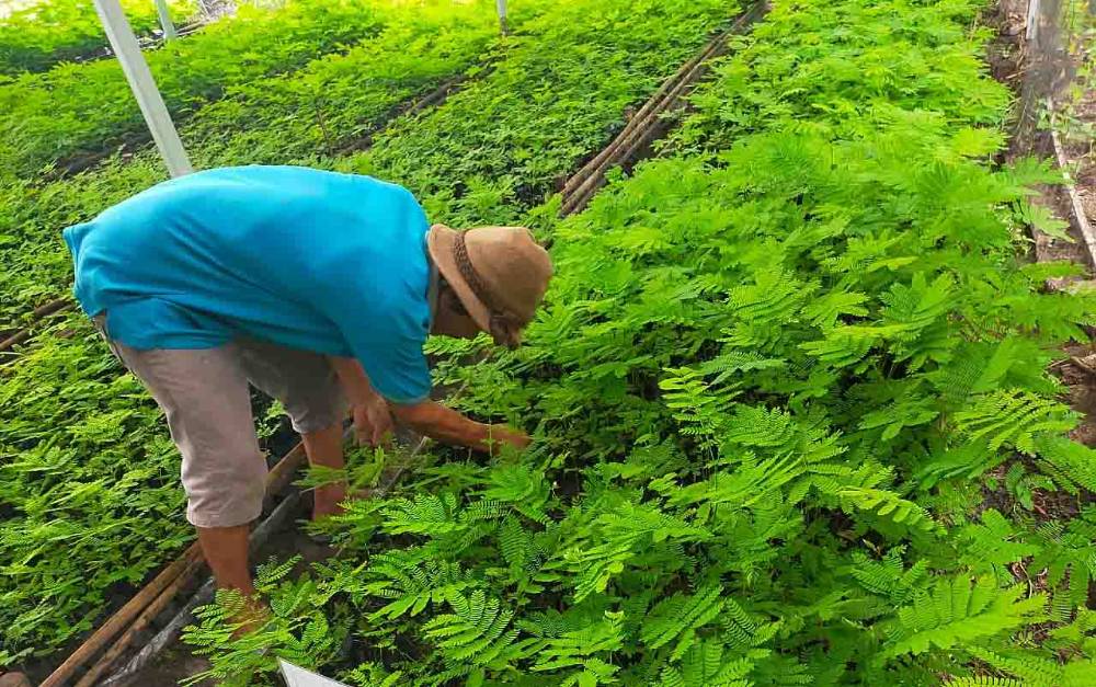 Kelompok Tani di Barito Timur Terima Bantuan Bibit Sengon dari KLHK