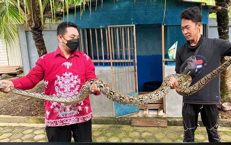 Ular Piton 4 Meter Masuk Kandang Angsa