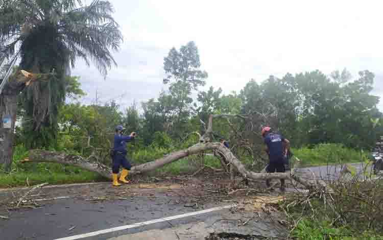 Pohon Rawan Tumbang di Jalan Karanggan Ditebang Tim DPKP