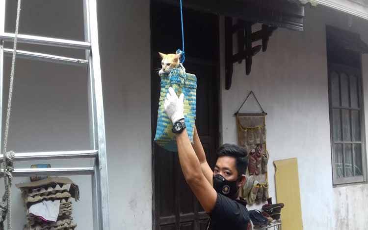 Aksi Petugas Damkar Selamatkan 3 Kucing Terjebak di Atap