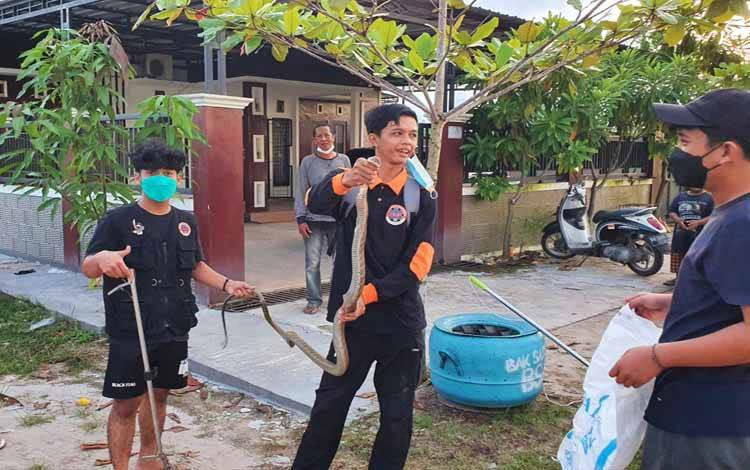 Ular King Kobra 2 Meter Sembunyi di Bawah Generator Milik Warga Palangka Raya