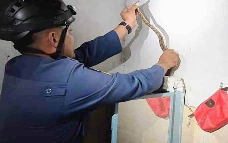 Asyik Mandi, Warga Dikagetlan Ular
