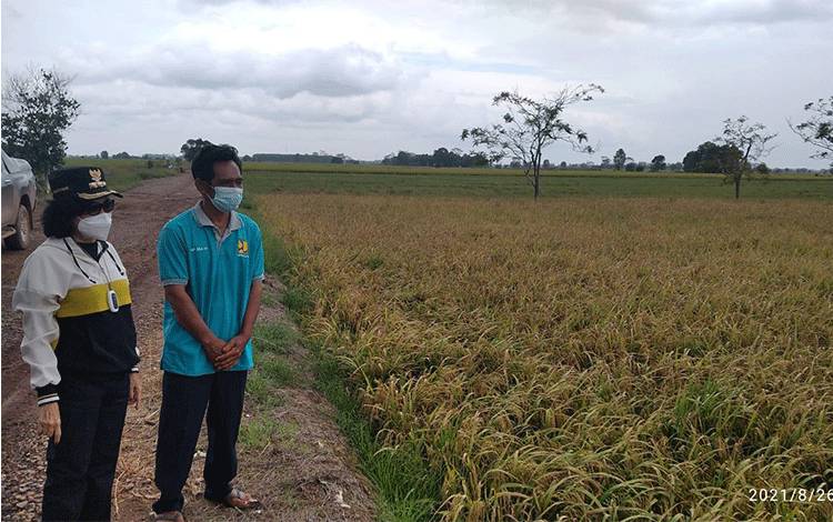 Jaringan Irigasi Food Estate Ditata untuk Cegah Banjir